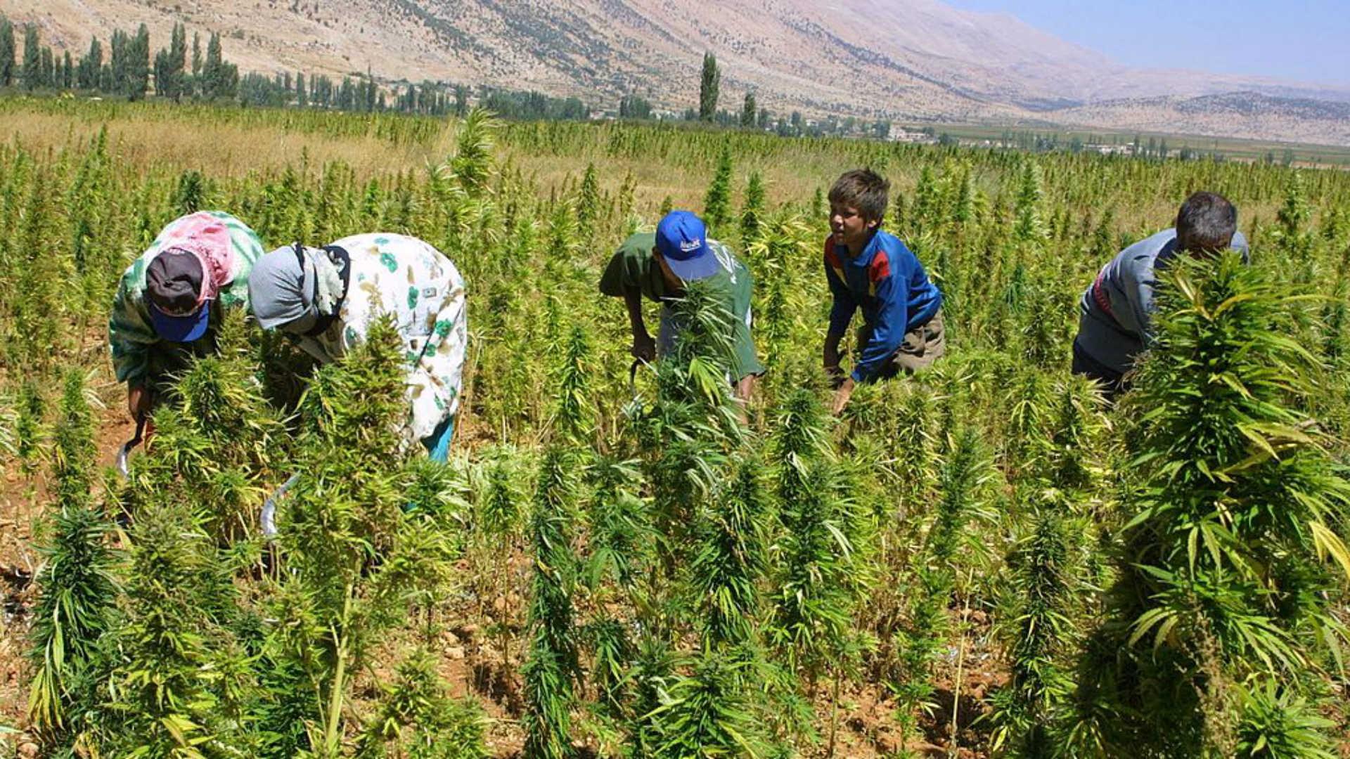 Cannabis plantations in Lebanon. (Image Credit: The New Arab) Cannabis plantations in Lebanon. (Image Credit: The New Arab)