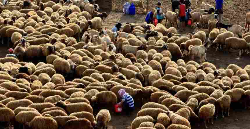 A large dense of sheep and goats