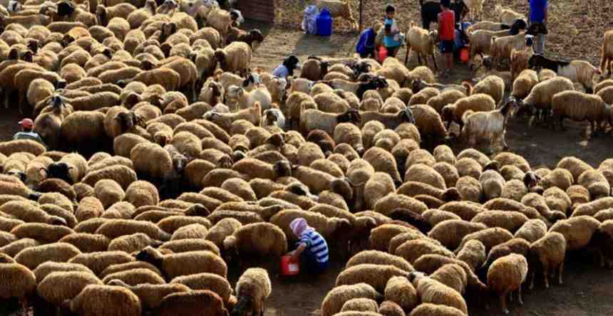 A large dense of sheep and goats