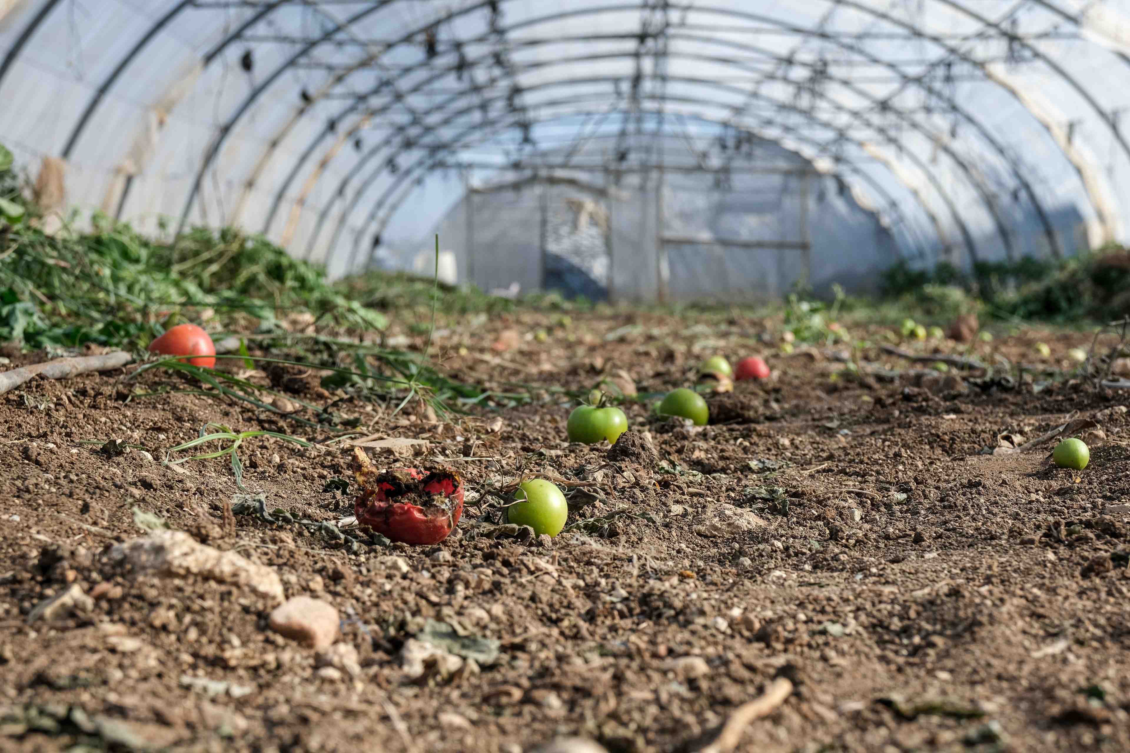 Damage sustained inside a plastic greenhouse used in farming to protect crops and support year-round agricultural production.