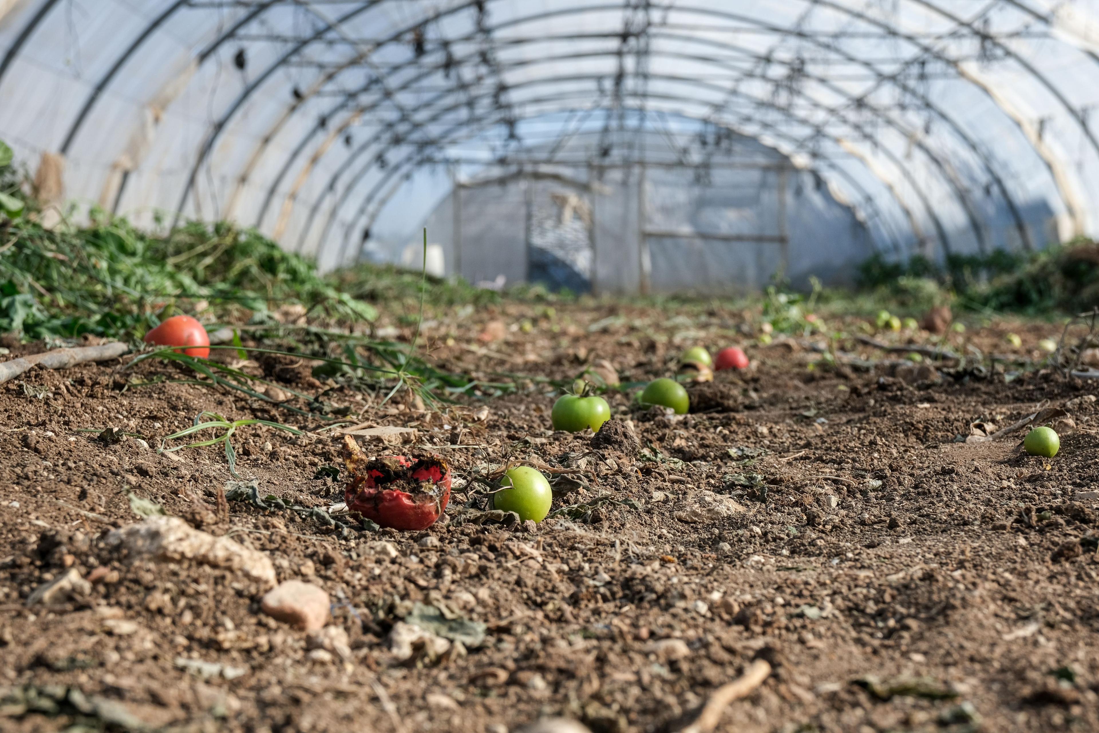 Damage sustained inside a plastic greenhouse used in farming to protect crops and support year-round agricultural production. Damage sustained inside a plastic greenhouse used in farming to protect crops and support year-round agricultural production.