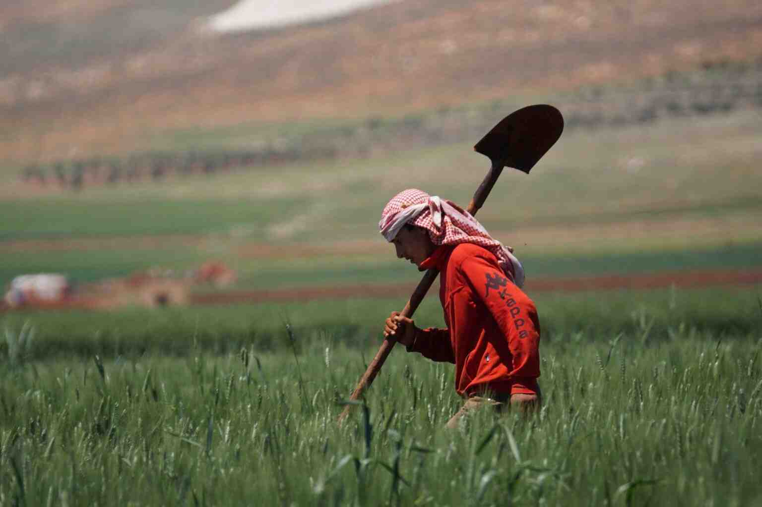 According to the WFP, approximately 46,500 hectares of agricultural land have been affected by the conflict. ©Charles Fred
