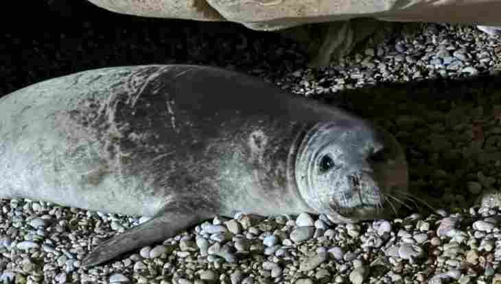 A gray seal resting on pebbles