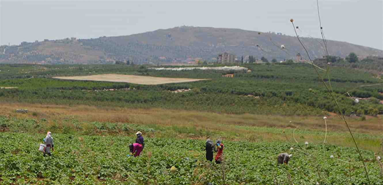 Farmers harvest their crops in rural fields