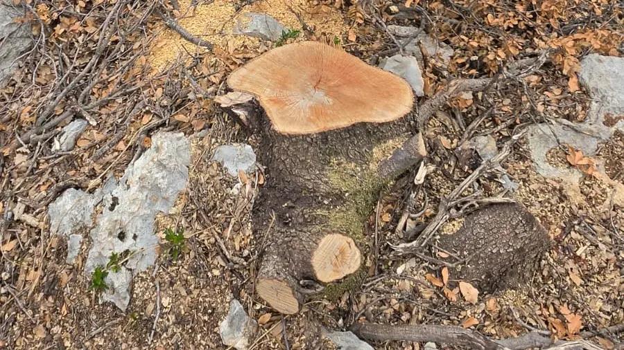Continued destruction of forests and ancient trees within the town’s jurisdiction. Continued destruction of forests and ancient trees within the town’s jurisdiction.