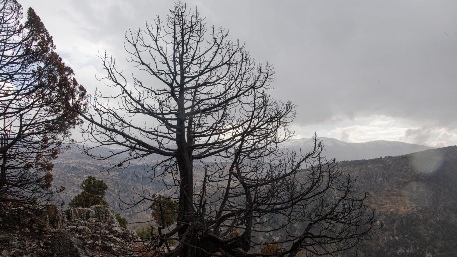 The ministry said living trees and partially dead trees are excluded from the measure. The ministry said living trees and partially dead trees are excluded from the measure.