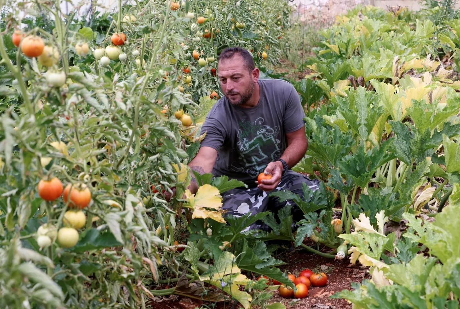 A farmer picks tomatoes growing in a greenhouse in Bani Haiyyan village, southern Lebanon. (Image Credit: Reuters) A farmer picks tomatoes growing in a greenhouse in Bani Haiyyan village, southern Lebanon. (Image Credit: Reuters)