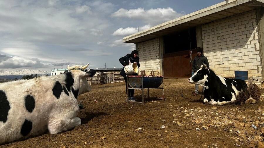 The program is intended to help small-scale Lebanese livestock farmers who are active in the dairy value chain. The program is intended to help small-scale Lebanese livestock farmers who are active in the dairy value chain.